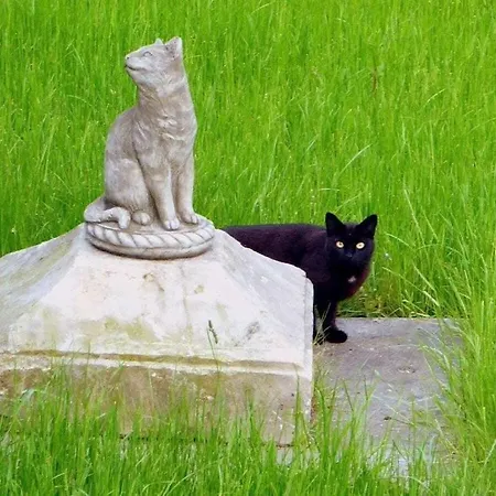 Schwarzer Kater Ferienhaus Großschönau