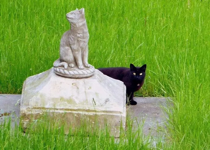 Schwarzer Kater بيت للعطل غروسشوناو